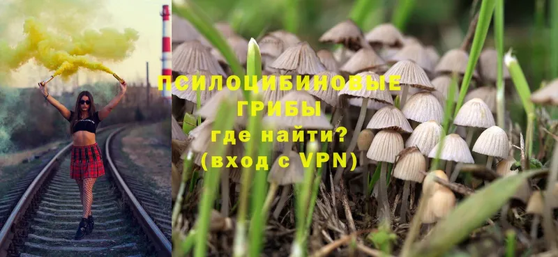 сколько стоит  даркнет состав  Псилоцибиновые грибы Magic Shrooms  Кингисепп 